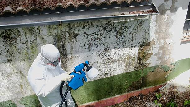 Mold Removal service in Jamaica
